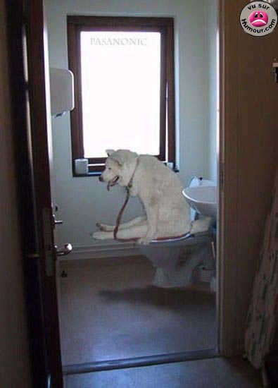tu veux du papier toilette